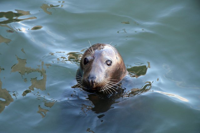 Die Kegelrobbe Willi wartete bereits bei der Ankunft im Hafen von Hörnum auf uns | Foto: Bastian Schlößer