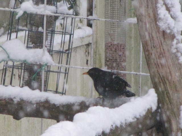 Amsel am Imbissstand | Foto: Bildrechte: Stefania Herod
