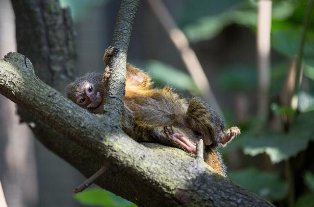 Foto: Werner Scheurer