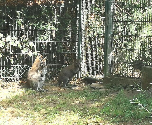 Die Kängurus im Wildpark wurden durch einen Fuchs getötet. | Foto: Wildpark Reuschenberg