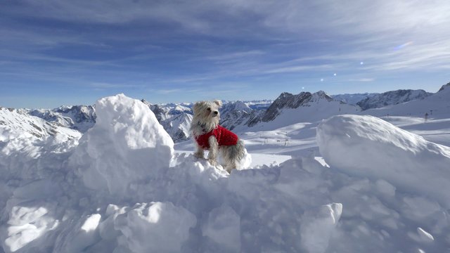Kurzzeitig bin ich Deutschlands höchster Hund - auf der Zugspitze... | Foto: Heinz Könen