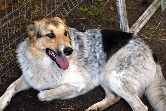 Fridolin ist ein ca. 2,5 Jahre alter Collie-Mix, gute 55-60 cm groß, kinder- und katzentauglich. | Foto: Glücksschnauzen