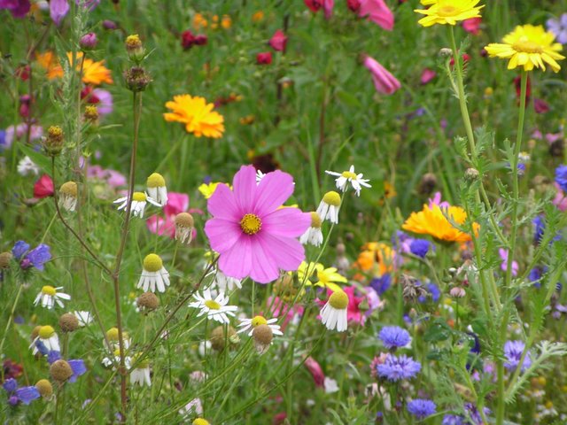 Bunte Blumenwiese | Foto: Bildrechte: Stefania Herod