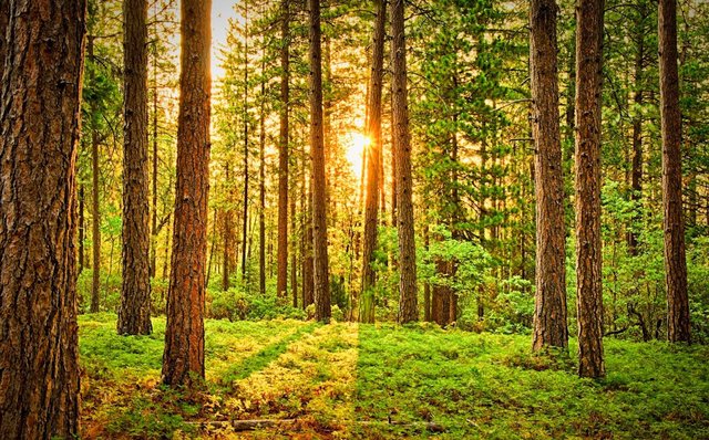 Einladung zur VFG Sommer Wanderung 2019