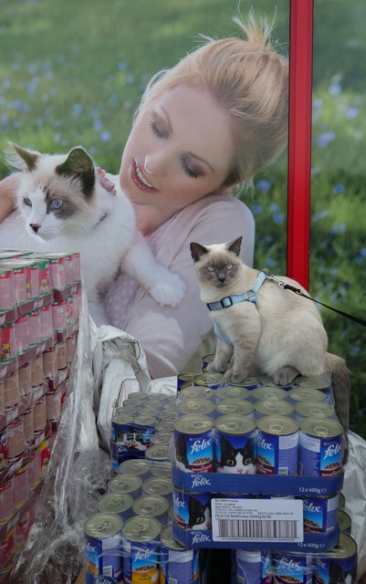 Drei Katzen | Foto: Heinz Könen
