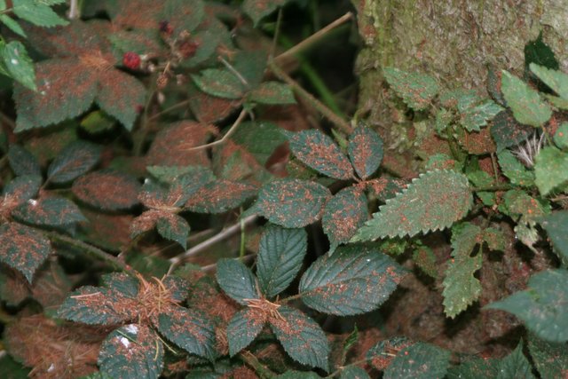 Bohrmehl auf Bodenvegetation | Foto: JüWi