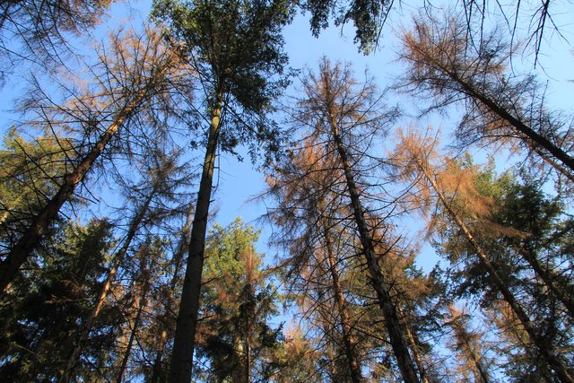 Borkenkäferbefall an Fichte | Foto: JüWi
