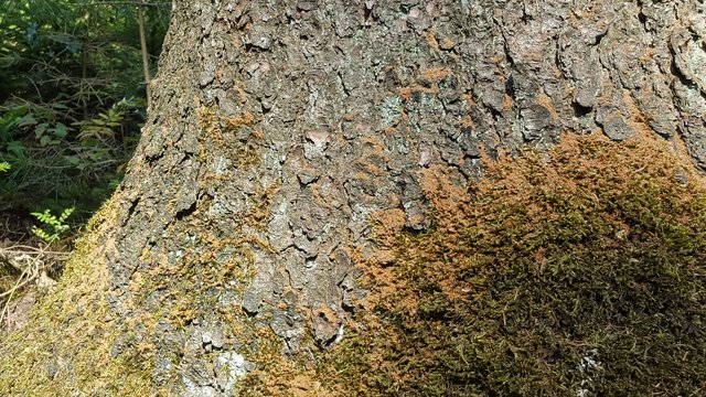 Bohrmehl am Stammfuß | Foto: JüWi