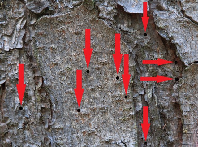 Ausbohrlöcher | Foto: JüWi