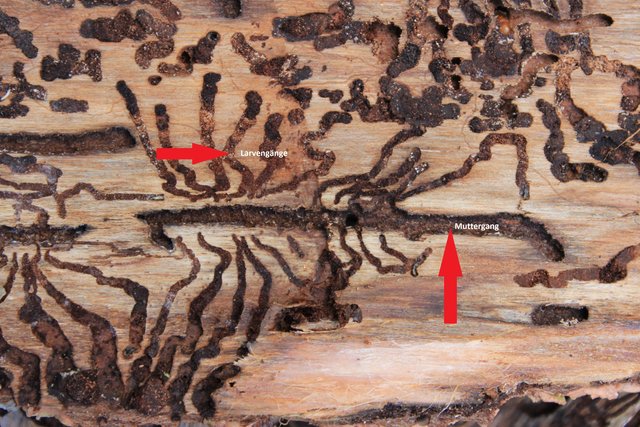 Brut- und Larvengänge | Foto: JüWi