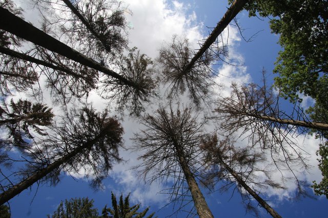 Abgestorbene Fichten | Foto: JüWi