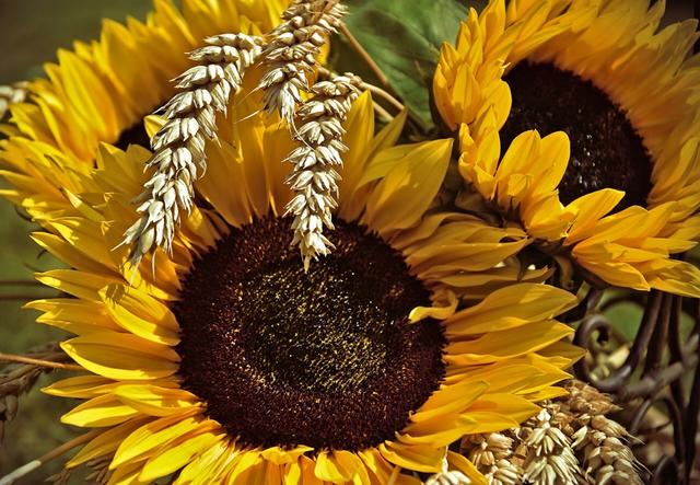 Sonnenblumen und Kornähren | Foto: pixabay.com (lizenzfrei)