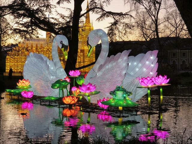 Schwanensee einmal anders, zeigt das China Light-Festival im Kölner Zoo. | Foto: Stahl