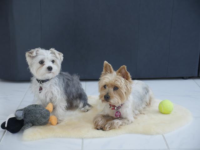 Das sind sie, die Berichterstatter*innen, hier Leila &amp; Trixie | Foto: Heinz Könen