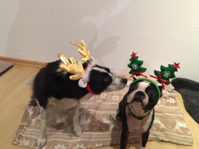 "Aushalten können" - v.l. Cruella und Butch | Foto: Sandra Lucka