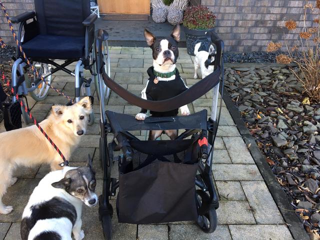 Ellie (vorn) und Mina am Rollator. Butch stellt sich vor. | Foto: Sandra Lucka