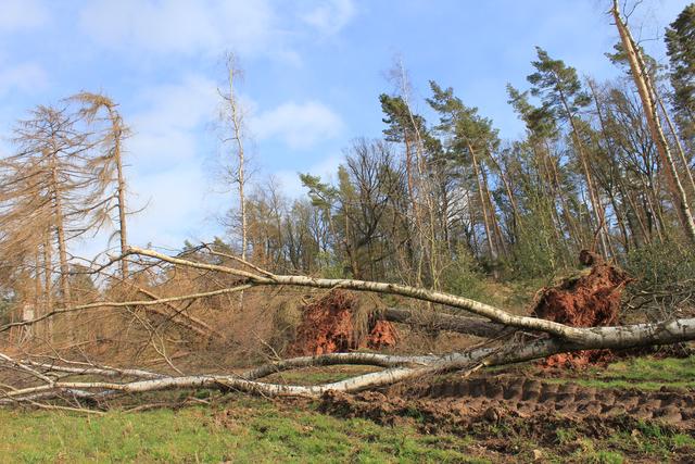 Birken- und Lärchenwindwurf  | Foto: JüWi
