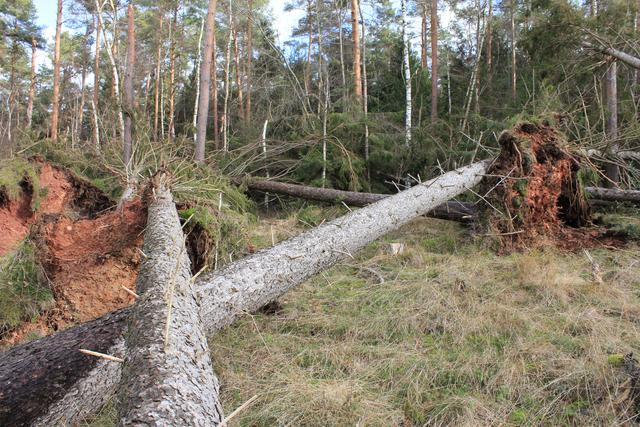 Fichten-"Mikado" | Foto: JüWi