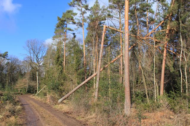 Sturmeinwirkung an Kiefer | Foto: JüWi
