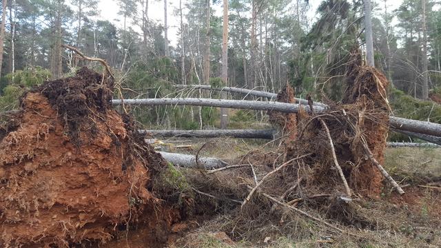 Windwurf Fichte | Foto: JüWi