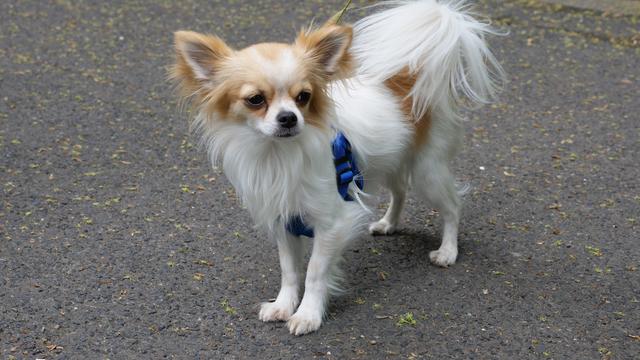 Kleiner Hund ganz groß... Lucky absolvierte 2019 die lange Strecke von Paffendorf zum Tierheim Bergheim und zurück | Foto: Heinz Könen