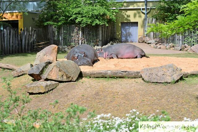 Foto: Robels