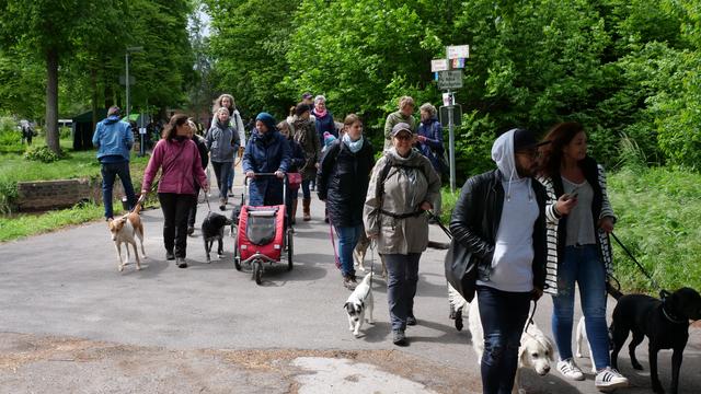 2019 mit dabei... Sandra Lucka und viele SaLu-Dogs | Foto: Heinz Könen