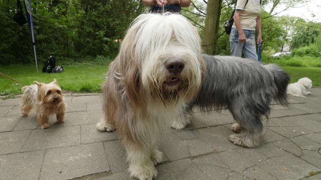 Eine Auswahl Starter... | Foto: Heinz Könen