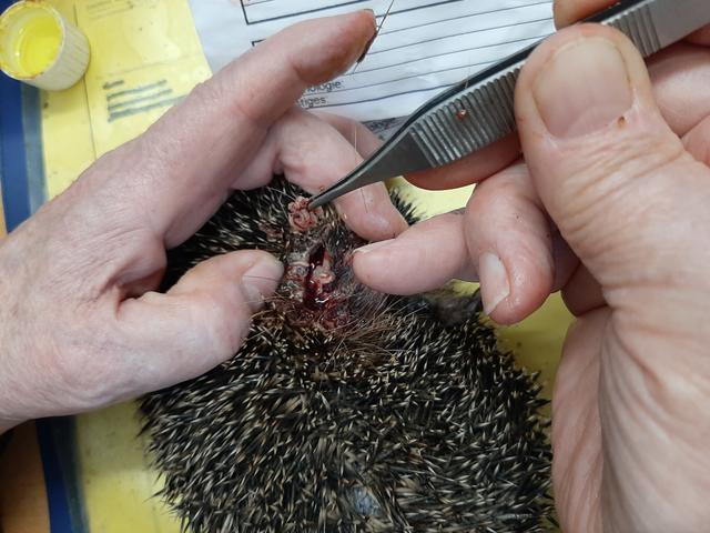 Trotz jahrzehntelanger Erfahrung kann Tierfreundin Karin Oehl nicht jedes Igelleben retten. | Foto: Karin Oehl