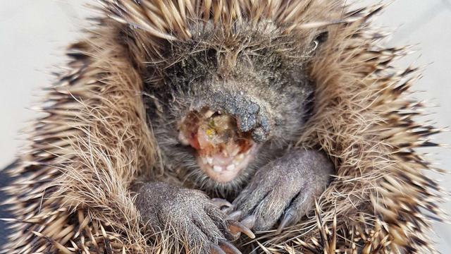 Es war einmal ein Igelgesicht - Euthanasie unausweichlich...  | Foto: Karin Oehl