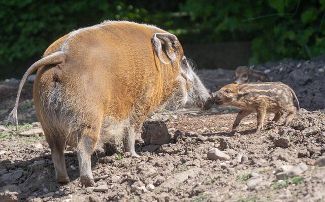 Die erwachsenen Schweine haben „Pinselohren“. Bei den Frischlingen ähneln die Ohren eher an die von Elfen. | Foto: Werner Scheurer