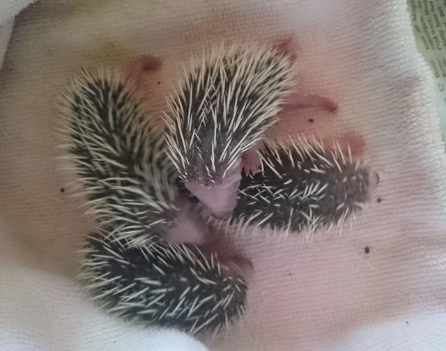 Igelwelpen in Obhut von Karin Oehl, Igelstation Pulheim | Foto: Karin Oehl