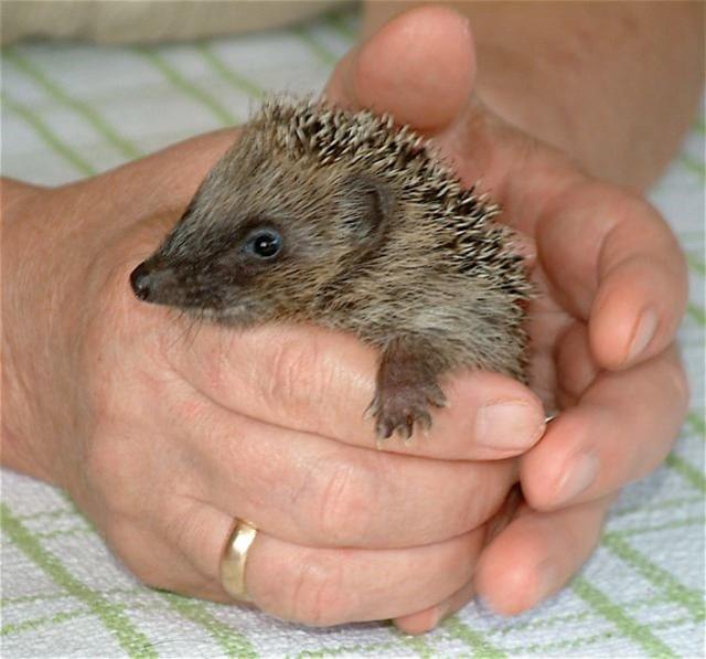 Jungigel in Obhut von Karin Oehl, Igelstation Pulheim | Foto: Christoph Oehl