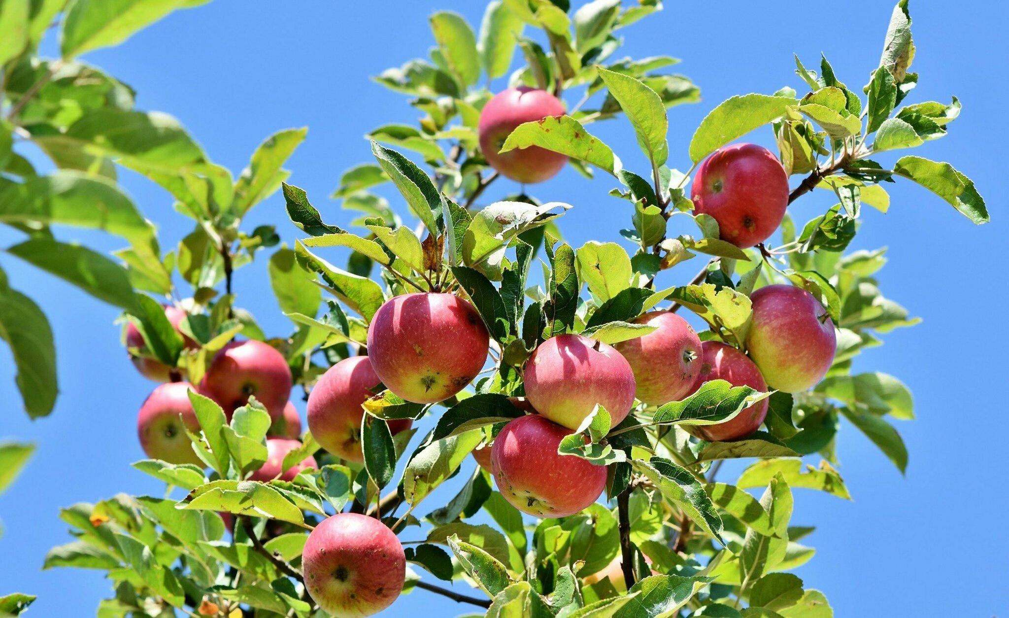 Pflanzung im September Stadt verteilt Obstbäume Frechen