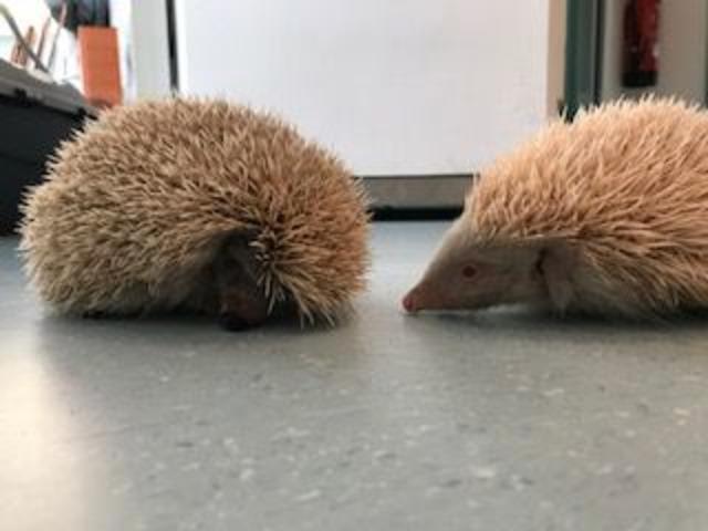 Leuzistischer Igel - eine Laune der Natur (li.) und ein Albino in der Tierarztpraxis. Beide kamen durch... Bitte schauen Sie bei den folgenden Fotos hin und nicht angewidert weg.. | Foto: Karin Oehl