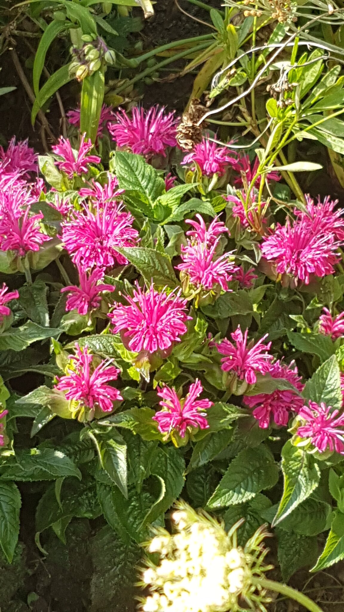 Hitdorf schönster mit Rheinblick Große Arten und