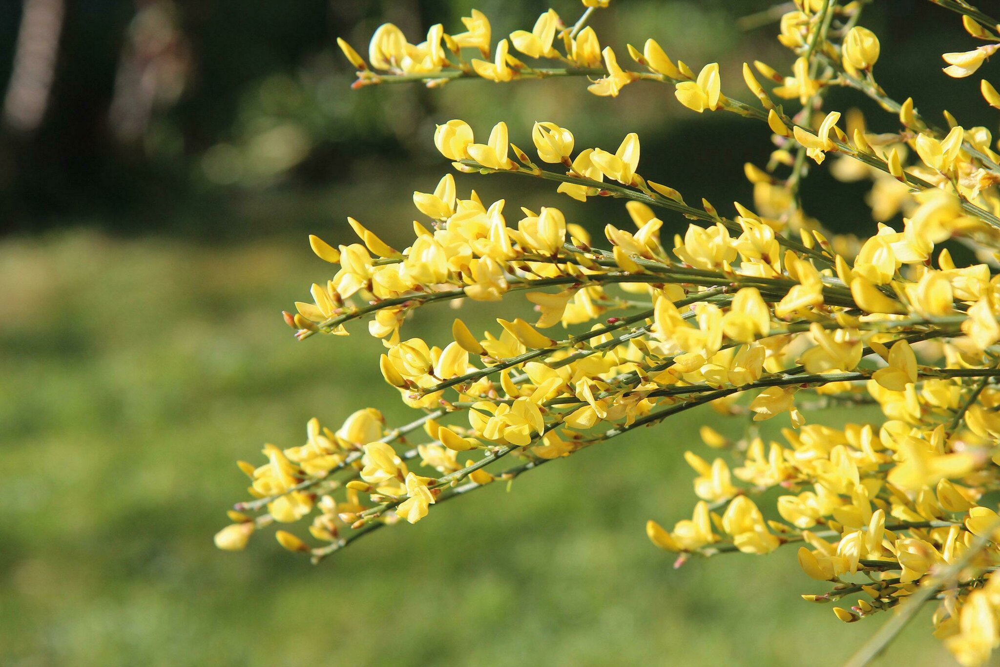 So blüht es im Garten das Jahr Tipps für die richtige Pflanzzeit für