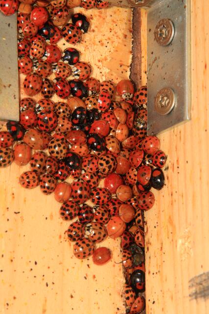 Asiatische Marienkäfer | Foto: jüwi