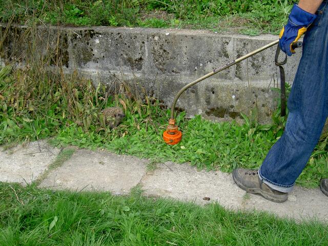 Fadenmäher im Einsatz - Igel werden schnell übersehen... | Foto: Igelzentrum Zürich