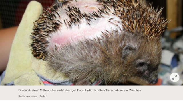 Fast verheilte Mähroboterverletzung | Foto: Lydia Schübel, TSV München