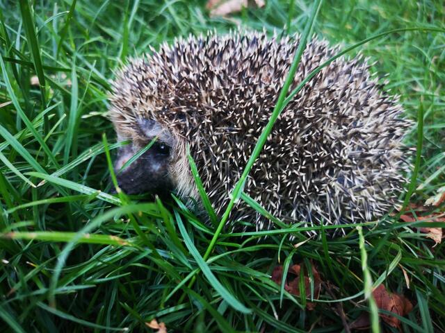 Fast verheilte Verletzungen. Igel kurz vor der Auswilderung | Foto: Nicole Königsfeld