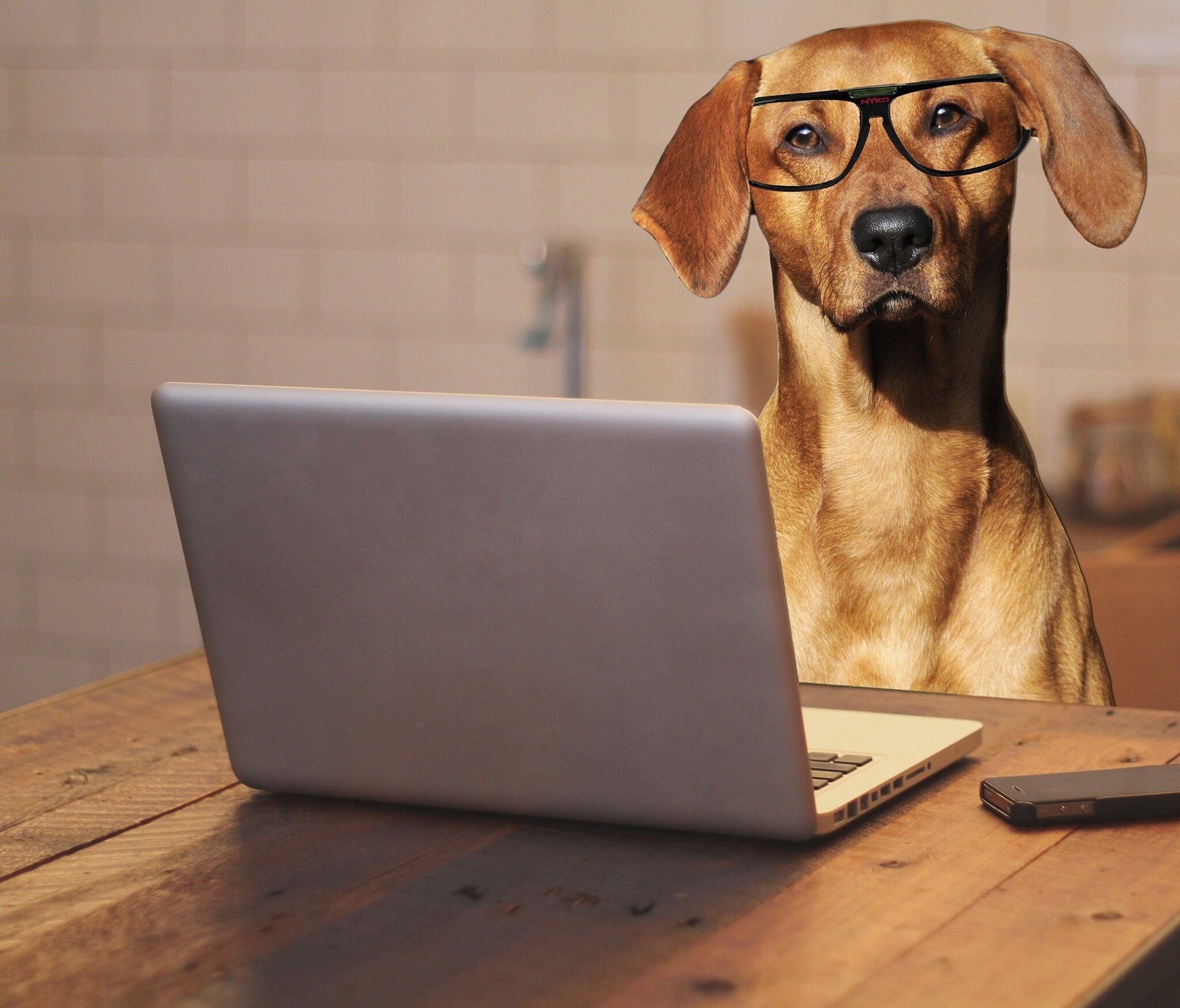 Mensch und Tier Hunde im Büro richtig ernähren