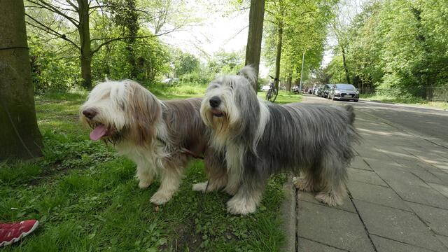 2018: Anton und Oskar, zwei Besuchshunde, diesmal für in Not geratene Tiere on Tour | Foto: Heinz Könen