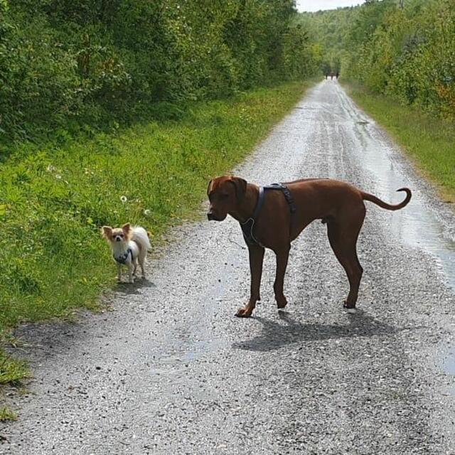 2019: Lucky, der kleinste und Sammy, einer der größten teilnehmenden Vierbeiner | Foto: Frau Derda