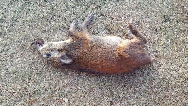 Junges Wildschwein - Frischling