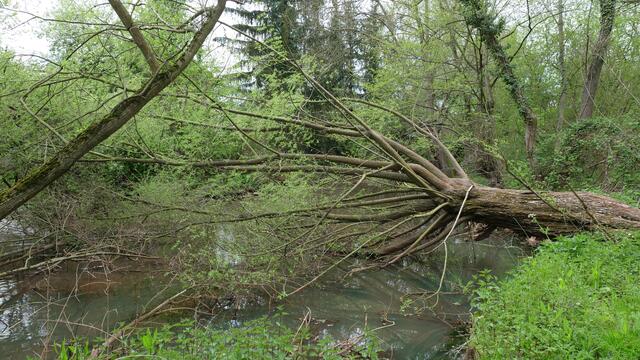 Wilde Romantik an der Erft bietet reichlich Lebensraum für Insekten und Kleintiere | Foto: Heinz Könen