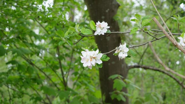 Baumblüte auf der Route zwischen Angelpark und Paffendorf | Foto: Heinz Könen