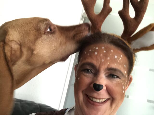 Anton mit „Beute“

Der Jagdhund hat Beute gemacht: Kurz vor Aufbruch zur Frauensitzung 2019 mit einer ganzen Herde Rehe, wurde zuhause auf der Couch von Ulrike Schütz in Stommeln durch ihren Magyar Vizsla „Anton“ eines davon erfasst! „Keine Sorge, ich blieb letztendlich unversehrt, ihm hatte es lediglich das Plüsch-Geweih angetan“, erinnert sich Ulrike Schütz. | Foto: Schütz
