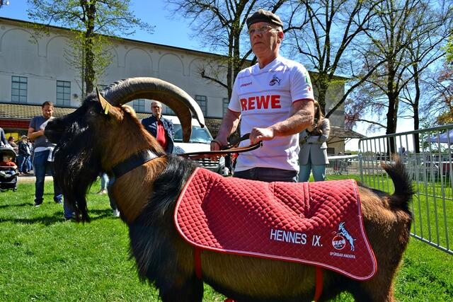 Auch Hennes IX. kam nach Weidenpesch | Foto: Horst Nauen