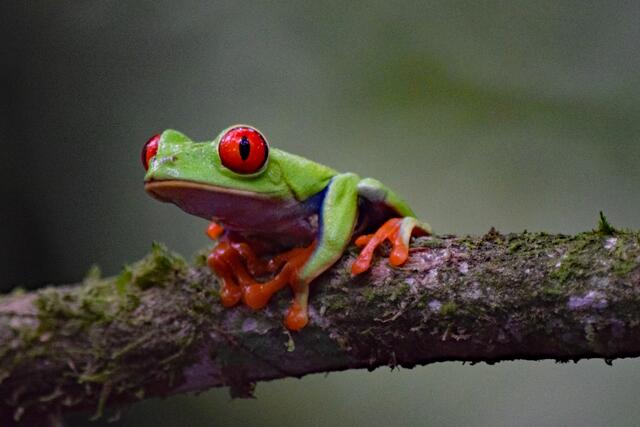 Rotaugenlaubfrosch in Frog’s Heaven | Foto: Martina Schäfer, Bad Honnef - Orscheid
